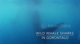 Swimming with wild WHALE SHARKS [Sulawesi]