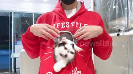 A hoodie designed for pet lovers and lazy cats