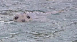 Close encounter with wild seals in Scotland