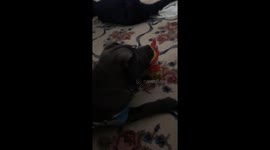 Zeus watching his favorite movie!