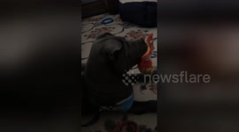 Shar Pei puppy has jawdrop reaction to movie scene he saw on TV