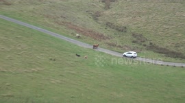 stubborn bull won't let car pass