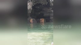 Bizarre moment 'ewok-like troll monkeys' make strange noise on Thai island