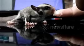 Feeding my cute sugar glider