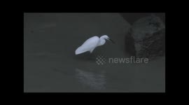 Little Egret Egretta garzetta fishing in near darkness at the Mar Dyke sluice gate, Purfleet