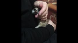 Surikat makes bizarre sound when being carassed