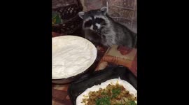 Raccoon Maya 'helps out' with cooking!