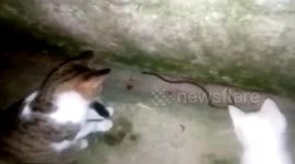 贵阳  勇敢!毒蛇欲进家门,猫母女疯狂攻击