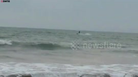 jet-skier filmed chasing vulnerable migratory birds through shallow water