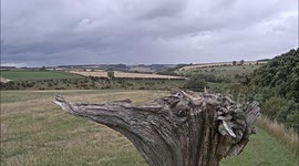 Oops! Sparrowhawk misses target in windy weather!