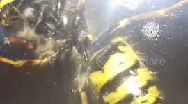 Wasps Nest in November