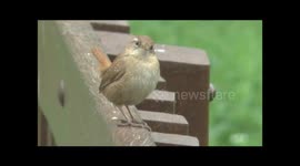 Eurasian Wren Troglodytes troglodytes male displaying territorial behaviour in a London park