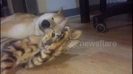 Dog and cat sleep together