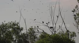 The Day of the storks.