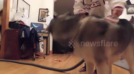 Alaskan Malamute Sojou Groomed with a Brush and Vacuum