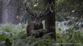 Red Deer Rut - Richmond Park - 5th October 2014 - Rutting - Nikon D7100 - Golden Hour - Sunrise
