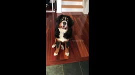 Bernese Dog Fetch Fail