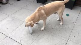 Labrador with a bottle of fizzy lemonade (Funny)