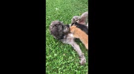 Male dogs tried to Brest feed kittens