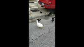 Chickens, Roosters, and Hens just hanging out