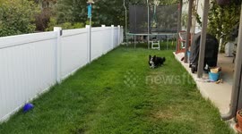 Dog snatches rebound off of the fence