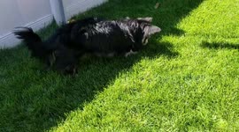 Dog chases and catches grasshopper