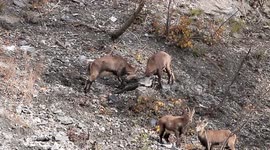 Dancing Alpine Ibex