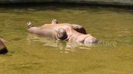 Seemingly dead hippo really taking nap belly up in the water