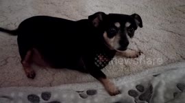 Chubby chi-weenie just wants some attention
