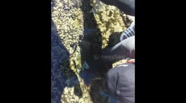 First time i met a Sea Cucumber 