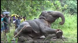 Heartbreaking video shows moment wild elephant tries to escape ropes