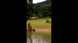 Wild elephant at Kenyir Lake