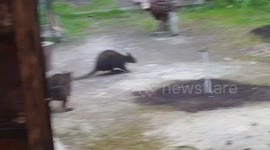 Fighting Wallabies in Tasmania