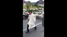 A very woolly traffic jam spotted in Romanian countryside