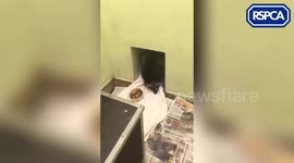 An extremely rare silver fox is being looked after by the RSPCA after it was discovered in a garden