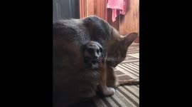 Surikats and their unusual 