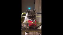 Raccoon with no back legs eating fries