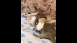 Cats topping meerkats from fighting