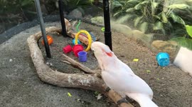 Kramer the salmon crested cockatoo