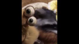 Growling raccoon fighting  a toy