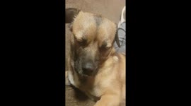 This sleepy dog can't stay awake and rests its head on owner's hand