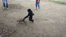 Hiding cats make gibbons confused