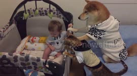 Dog and cat babysitting baby