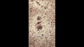 After the rain stops in Kuwait, the ants work to get out their food stock and expose it to the sun to dry, so as not to spoil or sprout