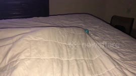Chihuahua plays fetch alone by launching ball off bed