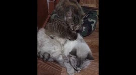 Cat grooming meerkat thinking its her kitten!