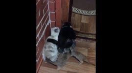 Meerkats attacking cats