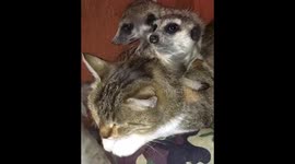 Meerkats sleeping on cat's back
