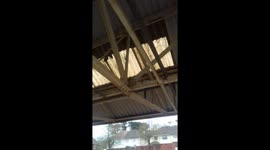 Bird fails to build a nest