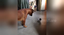 Newsflare Edit - Scaredy-cat Boxer Dog. What in the hell is this thing?!